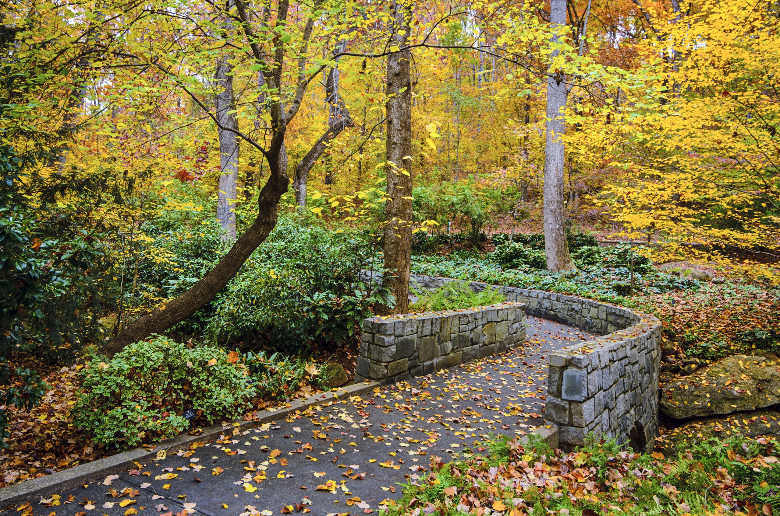 Fall trail at Botanical Gardens.