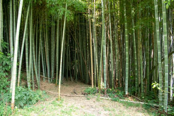 Walking into a bamboo forest